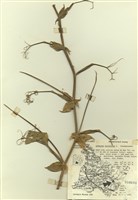 藏品(多年生香豌豆)的圖片